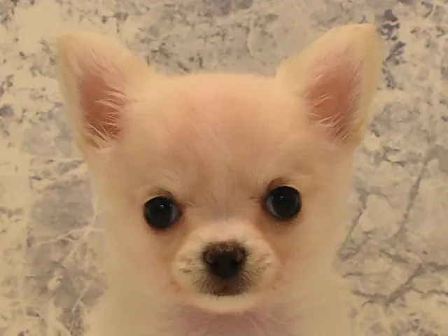 東京都のチワワ(ロング) (ペッツワン昭島店/2025年4月7日生まれ/女の子/クリーム)の子犬